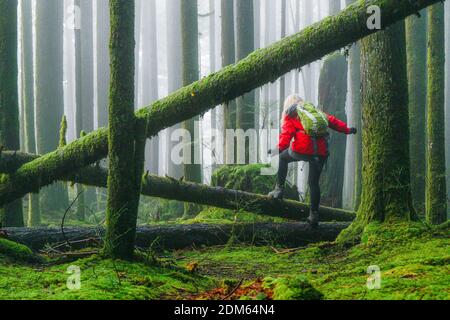 Femme qui fait de la randonnée au-dessus de rondins tombés dans la forêt, parc provincial Golden Ears, Maple Ridge, Colombie-Britannique, Canada Banque D'Images