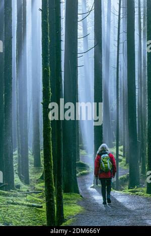 Femme qui fait de la randonnée dans la forêt de la 2e croissance, parc provincial Golden Ears, Maple Ridge, Colombie-Britannique, Canada Banque D'Images