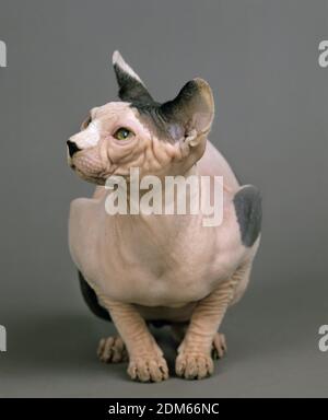 Sphynx chat domestique, des profils contre fond gris Banque D'Images