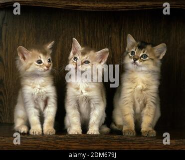 Somali Fawn chatons chat domestique, Banque D'Images