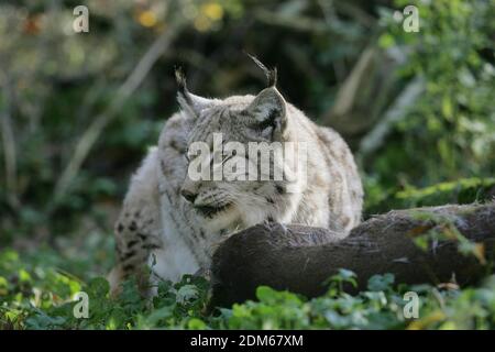 Felis lynx, Lynx avec un Kill, un chevreuil Banque D'Images