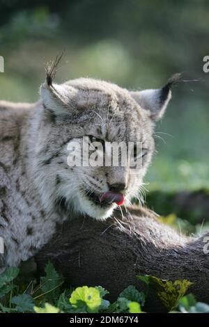 Felis lynx, Lynx avec un Kill, un chevreuil Banque D'Images