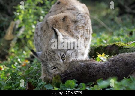 Felis lynx, Lynx avec un Kill, un chevreuil Banque D'Images