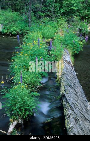 Fleurs printanières le long de Jack Creek, forêt nationale de Deschutes, Oregon Banque D'Images