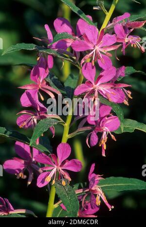 Fireweed, forêt nationale de Mt Hood, Oregon Banque D'Images