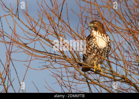 Faucon à queue rouge (Buteo jamaicensis), William Finley National Wildlife Refuge, Oregon Banque D'Images