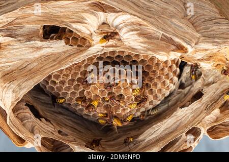 les hornets nichent sous un toit en bois Banque D'Images