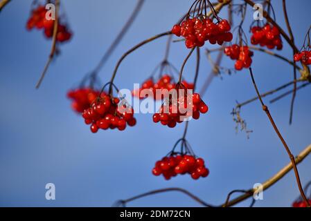 Baies de la boule de neige commune (viburum opulus) en automne, Bavière, Allemagne, Europe Banque D'Images