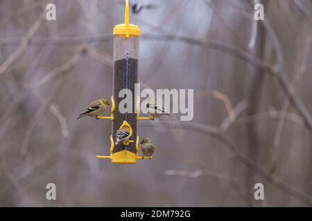 Chardonneret jaune (Spinus tristis) convoyeur au Banque D'Images