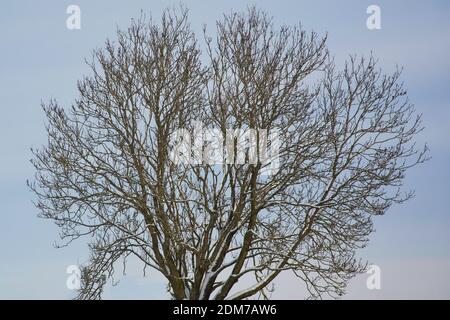 Un gros plan des branches de frêne sans feuilles en hiver le fond bleu du ciel Banque D'Images