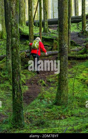 Femme qui fait de la randonnée dans la forêt de la 2e croissance, parc provincial Golden Ears, Maple Ridge, Colombie-Britannique, Canada Banque D'Images