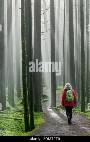 Femme qui fait de la randonnée dans la forêt de la 2e croissance, parc provincial Golden Ears, Maple Ridge, Colombie-Britannique, Canada Banque D'Images