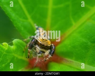 Araignée assise sur la feuille avec fond vert. Spider gros plan avec fond vert pour le papier peint. Banque D'Images