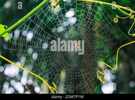 Araignée assise sur la toile avec fond vert. Dewdrops sur toile d'araignée (toile d'araignée) gros plan avec fond vert pour le papier peint. Banque D'Images