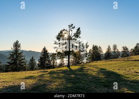 Incroyable scène de forêt avec des arbres et une vallée avec brouillard à l'intérieur dans la Forêt Noire, Allemagne Banque D'Images