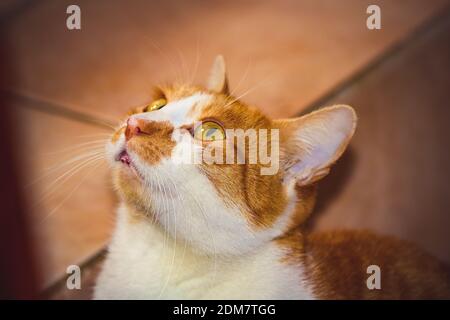 Chat blanc gingembre looking up Banque D'Images