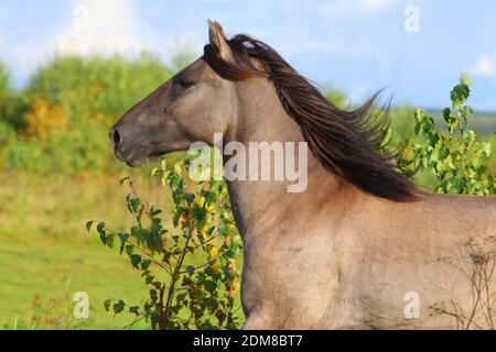 course de cheval Banque D'Images