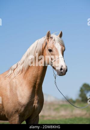 palomino stallion Stock Photo