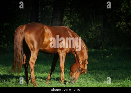 le cheval arabe paître dans la forêt Banque D'Images