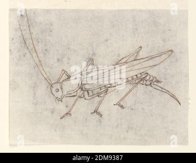Conception textile : un grassouche, de la craie rouge, du graphite, et un stylo et de l'encre rouge sur du papier crème, UN grand sauterelle vu du côté gauche. Dessin piquant pour transfert., Italie, 1800–30, dessins textiles, dessin Banque D'Images
