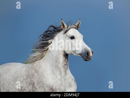 cheval arabe contre le ciel orageux Banque D'Images