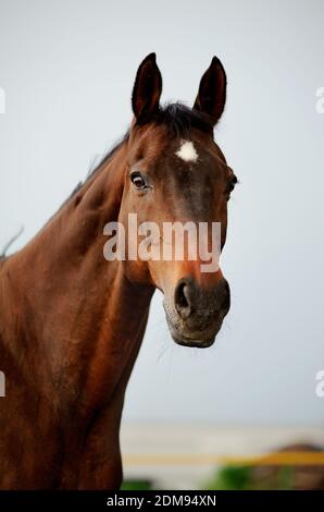 cheval de race Banque D'Images