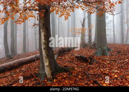 Forêt de hêtres dans le parc national de Mala Fatra par une journée de brouillard, Slovaquie. Banque D'Images