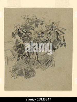 Étude du feuillage, William Trost Richards, américain, 1833–1905, Graphite sur papier, esquisse d'un arbre avec feuillage, États-Unis, 1865–1870, études de la nature, dessin Banque D'Images