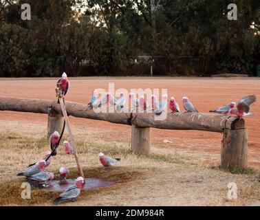 Galahs (Cacatua rosiecapilla) perchée sur une clôture en bois attendant leur tour pour boire à une flaque, Tilmouth Well Roadhouse, Tanami Road, NT. Banque D'Images