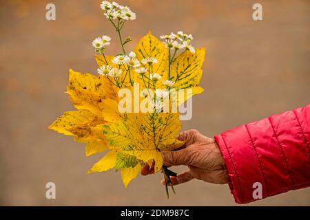 Bunch Of Autumnal Colored Leaves In A Hand Banque D'Images