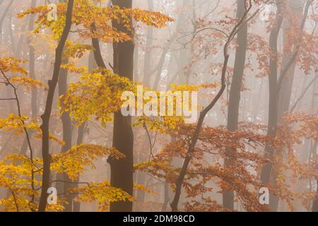Forêt de hêtres dans le parc national de Mala Fatra le matin de la brume, Slovaquie. Banque D'Images