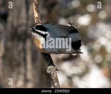 Nuthatch vue rapprochée perchée sur une branche d'arbre avec bec ouvert, queue écarée, ailes écarlées dans son environnement avec un arrière-plan flou. Image. Banque D'Images