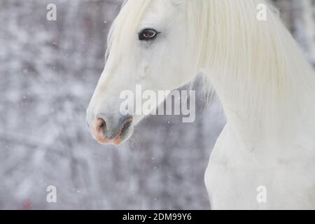 blanc beau cheval Banque D'Images