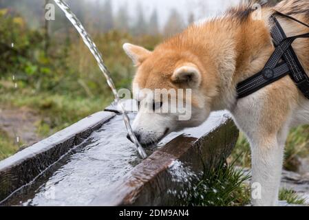 Husky boit de l'eau de source dans une cuvette en bois Banque D'Images