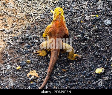 Gros plan de Galapagos Land Iguana en captivité au centre de recherche. Banque D'Images