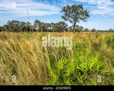 Un seul arbre dans la prairie de sawgrass sur un ciel bleu ensoleillé Journée dans le parc national de la rivière Myakka à Sarasota, Floride, États-Unis Banque D'Images