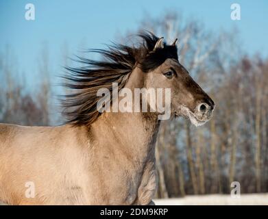 cheval gris sauvage Banque D'Images