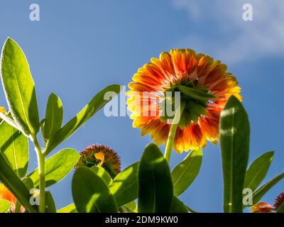 Gros plan de fleur rouge et jaune vu de dessous avec ciel bleu et nuages blancs au-dessus Banque D'Images