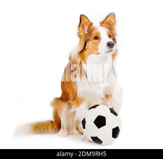 chien avec boule isolée sur un fond blanc Banque D'Images