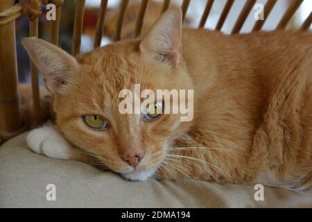 Ginger tabby chat, portrait regardant l'appareil photo Banque D'Images