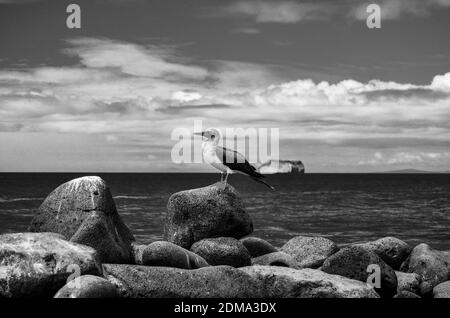 Adulte mâle Blue Footed Booby en profil, sur l'île Galápagos. En noir et blanc. Banque D'Images