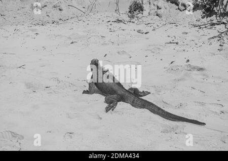 Galapagos Marine Iguana sur Santa Cruz Galapagos. Banque D'Images