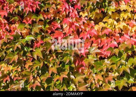 Plante grimpant le raisin sauvage dans des couleurs variées en automne Banque D'Images