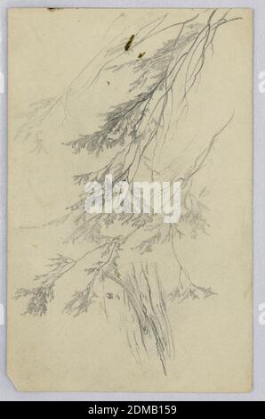 Étude du feuillage, William Trost Richards, américain, 1833–1905, Graphite sur papier, esquisse d'un arbre avec feuillage, États-Unis, ca. 1864, études de la nature, dessin Banque D'Images