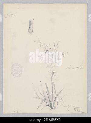 Plante à fleurs, Robert Frederick Blum, cuisine américaine, 1857–1903, Graphite sur papier vélin, esquisse d'une plante en fleur, États-Unis, 1879, études de la nature, dessin Banque D'Images