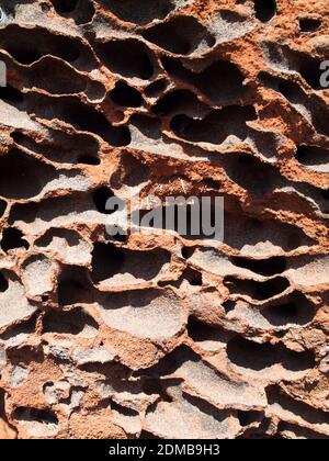 Gros plan de la coupe transversale de termite, Mornington, Kimberley. Banque D'Images