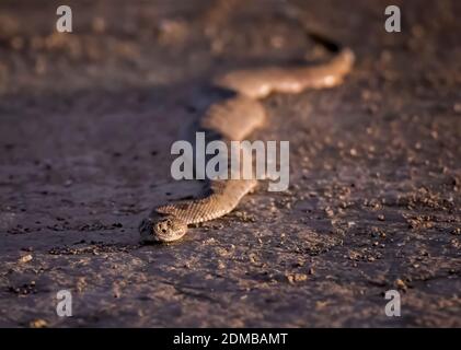 WESTERN diamondback crotale rampent vers l'appareil photo sur la route de terre en bas angle soir image de gros plan de l'Arizona. Banque D'Images