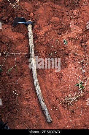 Les agriculteurs de subsistance des zones rurales d'Afrique du Sud comme Limpopo travaillent la terre pendant la saison des pluies pour nourrir leurs familles. Banque D'Images