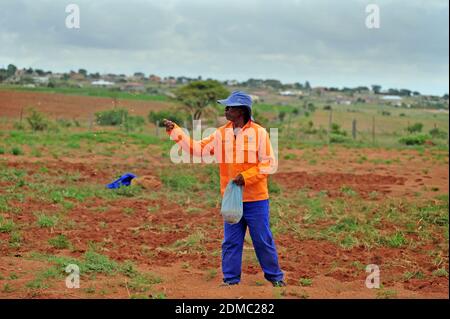 Les agriculteurs de subsistance des zones rurales d'Afrique du Sud comme Limpopo travaillent la terre pendant la saison des pluies pour nourrir leurs familles. Banque D'Images