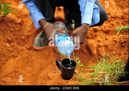 Les agriculteurs de subsistance des zones rurales d'Afrique du Sud comme Limpopo travaillent la terre pendant la saison des pluies pour nourrir leurs familles. Banque D'Images